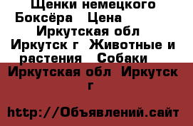 Щенки немецкого Боксёра › Цена ­ 8 000 - Иркутская обл., Иркутск г. Животные и растения » Собаки   . Иркутская обл.,Иркутск г.